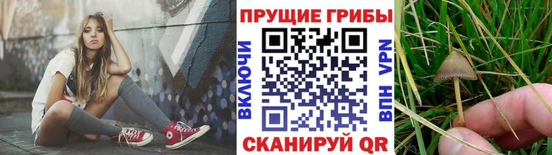 Псилоцибиновые грибы Psilocybine cubensis Верхоянск